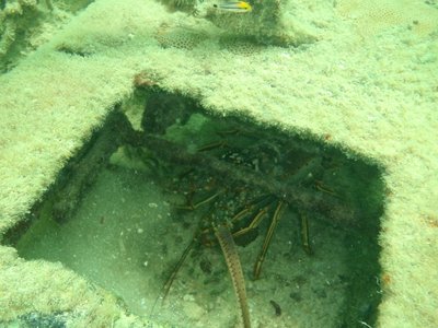 Illegal Florida Lobster Habitat Metal Box2.jpg (630.88 KiB) Viewed 8784205 times Illegal Florida Lobster Habitat Metal Box2.jpg