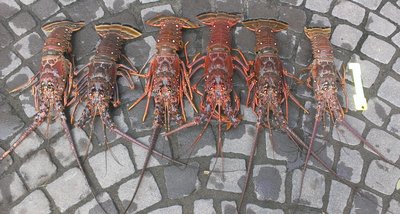 mini-season-2013-catch.jpg (617.3 KiB) Viewed 68321 times mini-season-2013-catch.jpg