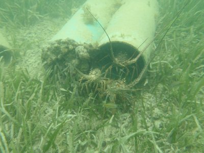 illegal-florida-lobster-habitat.jpg (518.58 KiB) Viewed 8753185 times illegal-florida-lobster-habitat.jpg