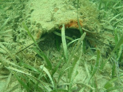 Illegal Florida Lobster Habitat metal.jpg (669.28 KiB) Viewed 8784205 times Illegal Florida Lobster Habitat metal.jpg
